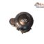 Capac Stator